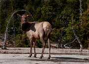 Elk 6668